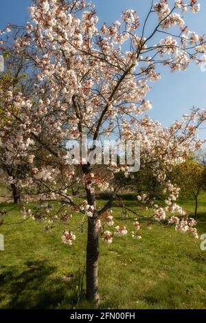 Prunus Matsumae-Fuki Kirschbaum und Blüte Stockfoto