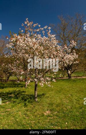 Prunus Matsumae-Fuki Kirschbaum und Blüte Stockfoto