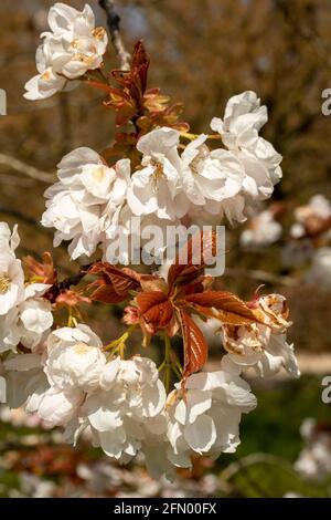 Prunus Matsumae-Fuki Kirschbaum und Blüte Stockfoto