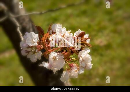 Prunus Matsumae-Fuki Kirschbaum und Blüte Stockfoto