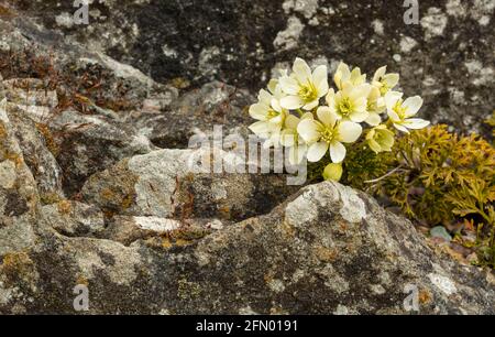 Entzückende hellgelbe Steinblumen mit moosbedeckten Felsen im Vordergrund und im Hintergrund Stockfoto