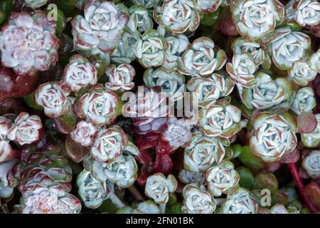 Sedum spathulifolium 'Cape Blanco', löffelblättriger Steinropfen 'Cape Blanco', Naturpflanzenportrait aus nächster Nähe Stockfoto