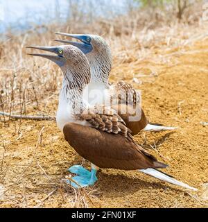 Blaufüßige Booby (Sula nebouxii)-Paare auf der Insel Santa Cruz, Galapagos, Ecuador. Stockfoto