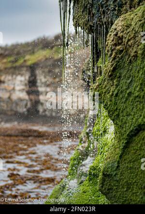 Kimmeridge Bay Fossil Hunting, Dorset, Großbritannien Stockfoto