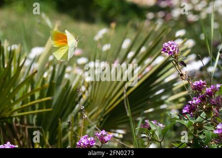 Kleopatra-Schmetterling (Gonepteryx cleopatra) Makrofotografie und lila lantana mit Palmenblatt im Hintergrund im Frühjahr in Südfrankreich. Stockfoto