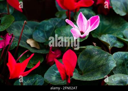 Rosafarbene Cyclamen blühen zwischen roten Cyclamen Stockfoto