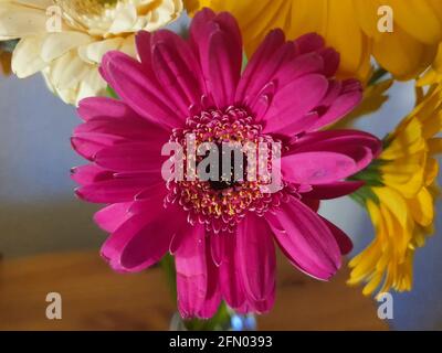 Eine wunderschöne bunte Gerbera Blume sticht hervor Stockfoto