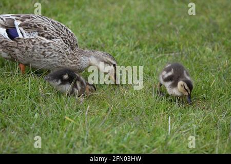 Mallardin, die im Frühling mit ihren Entchen nach Nahrung sucht, North Yorkshire, Großbritannien. Stockente oder Wildente (Anas platyrhynchos) Stockfoto