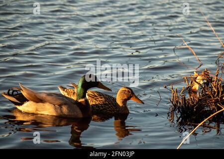 Männliche und weibliche Stockenten schwimmen in goldener Stunde herum Stockfoto