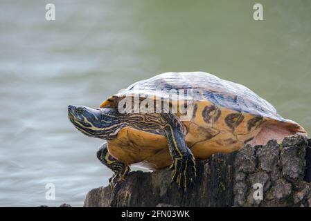 Gelbbauchige Schildkröte, die auf einem Baumstamm in einem Teich sitzt, Trachemys scripta scripta, die in den USA, Virigina, Florida, aber auch in Europa lebt Stockfoto