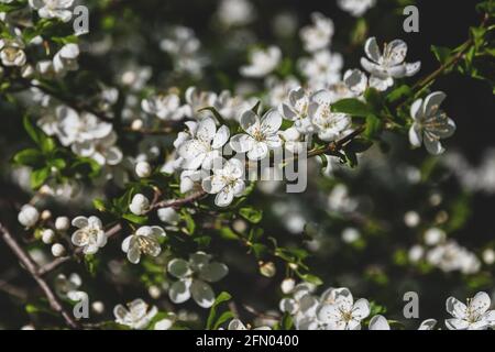 Schlehe blüht im Frühling - Prunus spinosa weiß blüht Baum Stockfoto