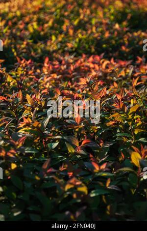 Grün rot orange Heckenbelaub von japanischer Spirea im Sonnenlicht Stockfoto