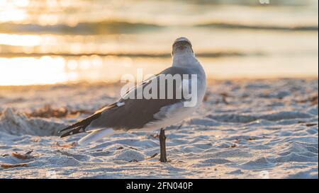 Laughing Gull am Strand aus der Nähe während des Sonnenuntergangs und schaut weg Stockfoto