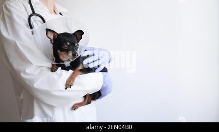 Tierarzt in weißem medizinischen Mantel und blauen Handschuhen hält klein Schwarzer Spielzeug Terrier Hund im medizinischen Kragen für Tiere auf Weißer Hintergrund, Kopierbereich.Bann Stockfoto