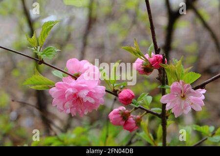 Louiseania oder Prunus triloba. Leuchtend rote Blüten der Luiseania, die auf einem verschwommenen Hintergrund auch als Sibra-Kirsche bekannt ist. Selektiver Fokus. Stockfoto