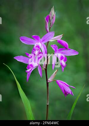 Hardy Chinese orchis (Bletilla striata) im Garten im Frühjahr in Virginia. Stockfoto