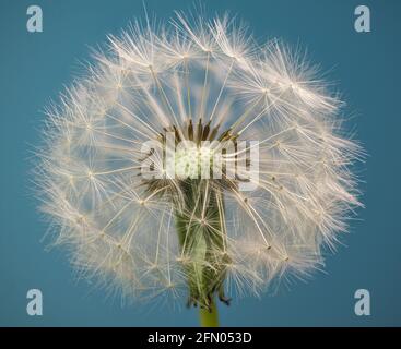 Makroansicht des Samenkopfes des Löwinsels (Taraxacum officinale), mit Samen mit Pappusscheiben, die Samen auf dem Wind tragen. Stockfoto