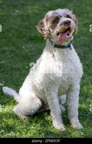 Der 3-jährige Lagotto Romagnolo Welpe sitzt und keucht. Hundepark an der Leine in Nordkalifornien. Stockfoto