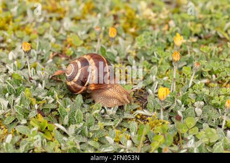 Burgunder Schnecke (Helix pomatia) Auf nassem Gras im Frühjahr in Frankreich Stockfoto