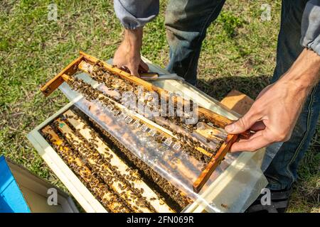 Bienenhaus mit Bienenköniginnen, bereit, zur Zucht von Bienenköniginnen auszuziehen. Gelée Royale in Plastikköniginnen-Zellen Stockfoto