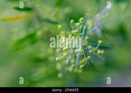 Frühling Mimosa Blumen. Konzept der Frühjahrssaison. Symbol des 8. März, glücklicher Frauentag Stockfoto