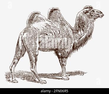 Baktrian Kamel, Kamelus bactrianus in der Profilansicht, nach einem antiken Stich aus dem 19. Jahrhundert Stock Vektor