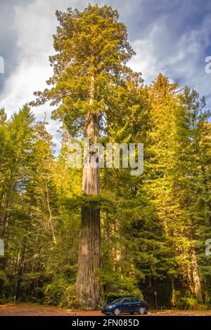 Riesiger Redwood mit dramatischem Himmel in Nordkalifornien mit Auto In der Nähe geparkt, um die Größe anzuzeigen Stockfoto