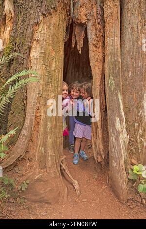 Drei junge Mädchen verstecken sich in einem Baumstamm im Olympic National Park in Washington Stockfoto