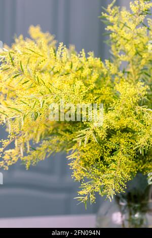 Frühling Mimosa Blumen. Konzept der Frühjahrssaison. Symbol des 8. März, glücklicher Frauentag Stockfoto