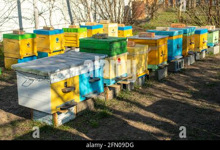 Bunte Holz- und Plastikstöcke im Sommer. Bienenhaus steht im Hof. Kaltes Wetter und Bienen sitzen im Bienenstock. Stockfoto