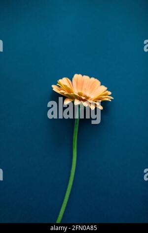 Orange Gerbera Blume auf einem weißen isolierten Hintergrund mit Schnittpfad. Nahaufnahme. Für das Design. Natur Stockfoto