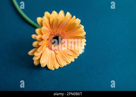 Orange Gerbera Blume auf einem weißen isolierten Hintergrund mit Schnittpfad. Nahaufnahme. Für das Design. Natur Stockfoto