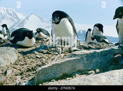 Mr Forbush and the Penguins, 1971, Film Stockfoto