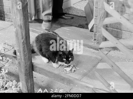 Frühling und Portwein (1969) Datum: 1969 Stockfoto