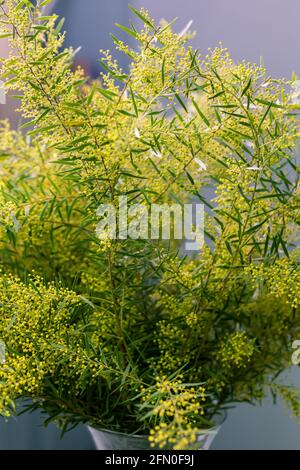 Frühling Mimosa Blumen. Konzept der Frühjahrssaison. Symbol des 8. März, glücklicher Frauentag Stockfoto