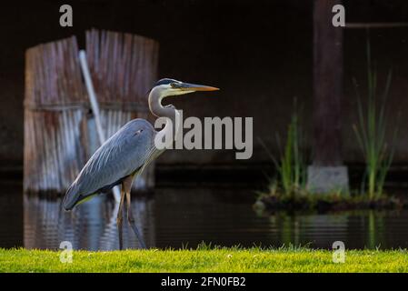 Blauer Reiher an einem Teich Stockfoto