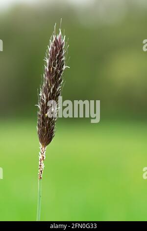 Alopecurus pratensis Blüte Nahaufnahme Makro isoliert Stockfoto
