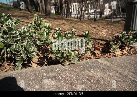 Grüne Büsche Blätter mit getrockneten verwelkten Blättern auf dem Boden Öffentlicher Park in Besiktas istanbul Stockfoto