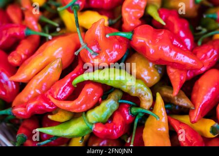 Chilischoten zum Verkauf auf dem Belen Markt in Iquitos, Peru Stockfoto