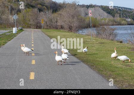 Schneeflossen während der Migration auf einem Radweg in der Quebec City Area Stockfoto