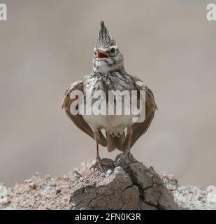 Ankara. Mai 2021. Das am 12. Mai 2021 aufgenommene Foto zeigt einen Milchschwalbenvögel, der im Vogelschutzgebiet Nallihan in Ankara, Türkei, ruht. Quelle: Mustafa Kaya/Xinhua/Alamy Live News Stockfoto