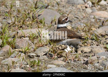 Kildeer Vogel oder Charadrius vociferus sitzen auf Nest aus Schutt und Schrott von weißen Bauplatten, auf denen Eier gelegt werden Felsiger Seeufer Stockfoto