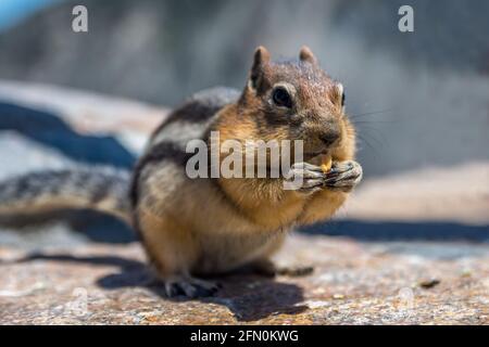 Am wenigsten Chipmunk im Yellowstone NP, Montana Stockfoto