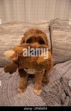 Niedlicher Cocker Spaniel Pudel (Kakadu) Hund sitzt auf einer Couch mit Spielzeug und schaut in die Kamera. Stockfoto