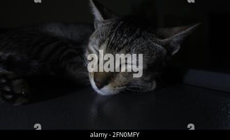 Eine Nahaufnahme einer Katze, die auf einem schläft Tisch mit dunklem Hintergrund Stockfoto