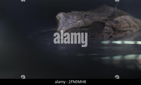 Eine Nahaufnahme eines braunen gestreifte Frosches Schlafen in einem Käfig Stockfoto