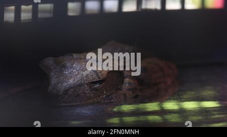 Eine Nahaufnahme eines braunen gestreifte Frosches Schlafen in einem Käfig Stockfoto