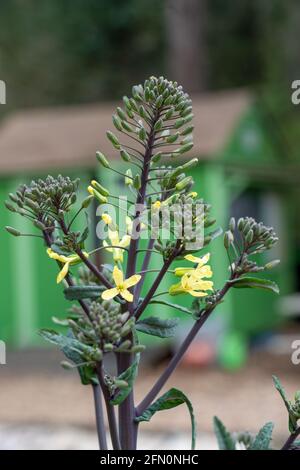 Issaquah, Washington, USA. Nahaufnahme des überwinterten Roten Kals mit Röschen im frühen Frühjahr. Stockfoto