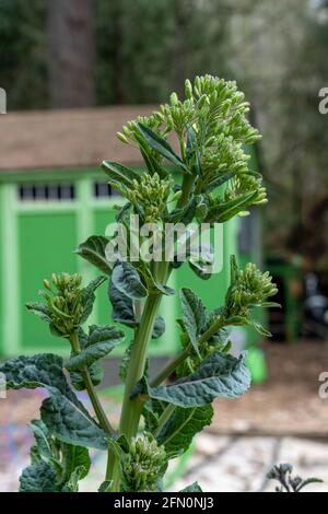 Issaquah, Washington, USA. Blüht im Frühling auf überwinterten Dinosaurier-Grünkohlpflanzen. Stockfoto