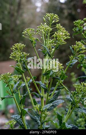 Issaquah, Washington, USA. Blüht im Frühling auf überwinterten Dinosaurier-Grünkohlpflanzen. Stockfoto